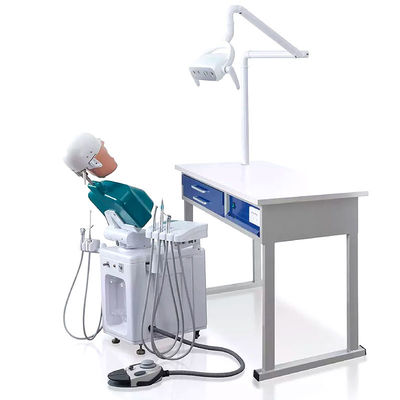 OEM Phantom Head Dental Simulator pratique A1 A3 A15 pour des étudiants