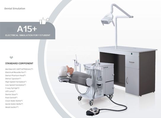 OEM Phantom Head Dental Simulator pratique A1 A3 A15 pour des étudiants